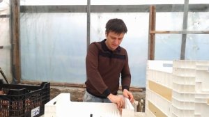 ЛУКОГОН. Выгонка тюльпанов к 8 Марта на гидропонике: накалывание луковицы