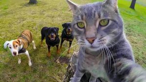 😺 Наглые рыжие коты! 🐈 Смешное видео с котами и котятами для хорошего настроения!