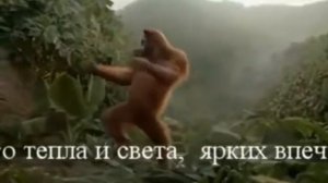 Обезьяна танцует под песню.Очень смешно!!!