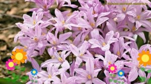 Хионодокса Розеа. Краткий обзор, описание характеристик, где купить луковицы Rosea