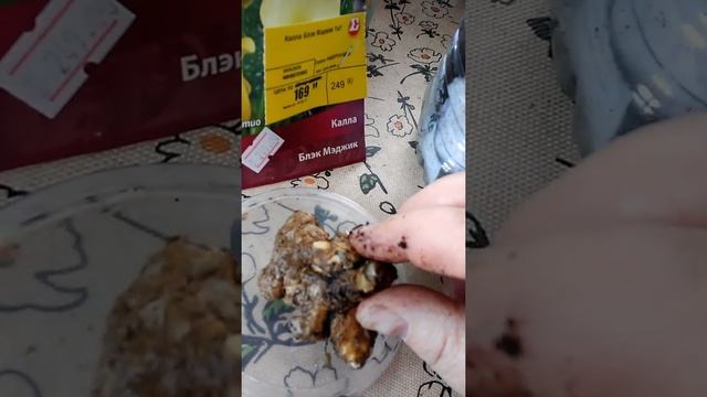 Посадка клубней каллы