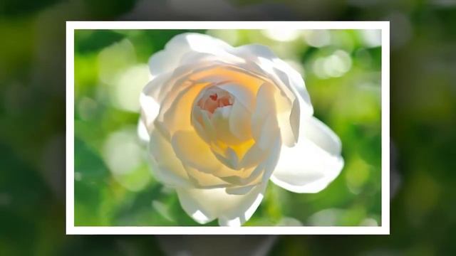 Музыкальное слайд шоу для детей к дню святого Валентина песня день святого Валентина смотреть онлайн