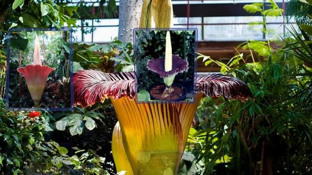 Самый большой цветок в мире Титан Арум...Христианские - Глядя на Тебя... смотреть онлайн