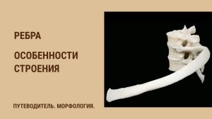 Ребра. Особенности строения.