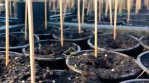 Как вырастить рассаду огурцов и помидор 🍅 ??| совет| рассада