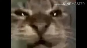 Кит ты маму мав????? 1 час