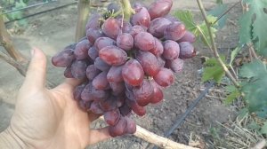 Виноград - Тюльпан и Талдун .