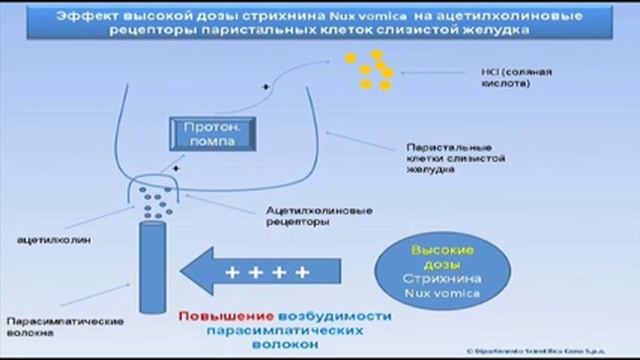 Урок 2. Основы Медицины Низких Доз. Принципы ФРМ фармакологии смотреть онлайн