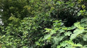 A Summer Day In Our Island Life | Day Trip Mountain Adventure