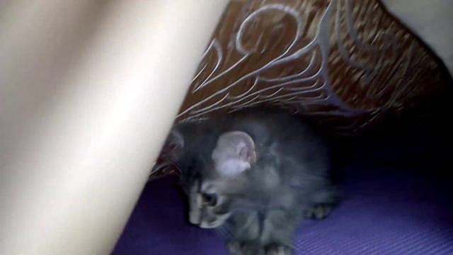 Живое покрывало 😂😻!