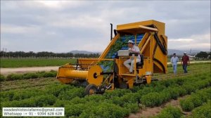 Stevia Harvester with Bunker