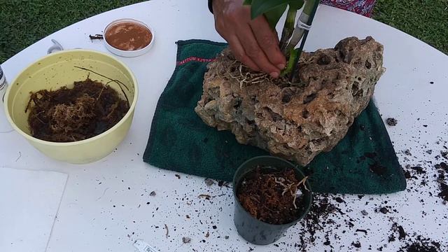 Dendrobium Transplante a Roca de Coral смотреть онлайн