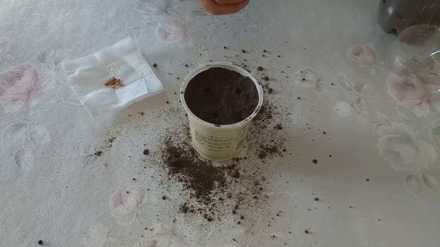 Как вырастить гранат дома? смотреть онлайн