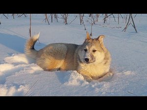 Щенок Волчан и Каюр