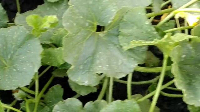 Как мы выращиваем арбузы в Сибири! смотреть онлайн