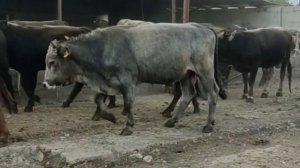 Бычки алатауской породы швиды 30 голов 2х летки