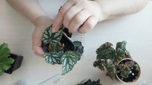 Бегония Криспа кудрявая ?. Как размножаются бегонии.