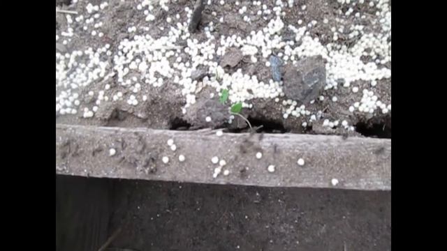 Можно ли избавиться от муравьёв с помощью пшена? ОТВЕТ ЗДЕСЬ!!! смотреть онлайн