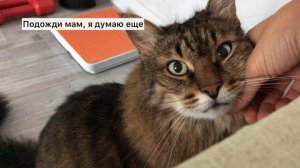 Муки выбора кота - сон, еда или прогулка. Что выберет?