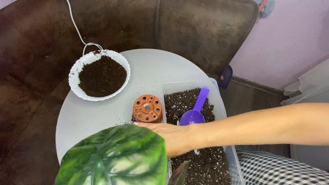 Новинки.пересадка.новые кашпо. смотреть онлайн