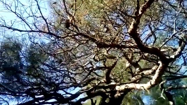 Сосны пицундские, молодая и старая. Утриш, Базовая щель смотреть онлайн