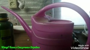 Как вырастить овес без грунта. За 13 дней.