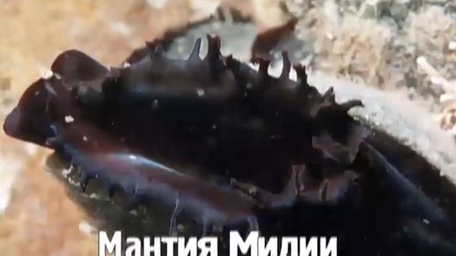 дальневосточная природа