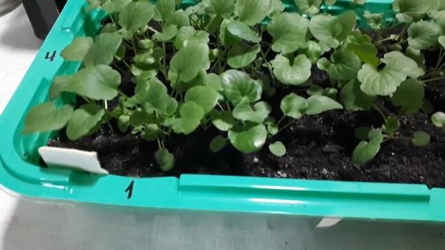 Виола из семян. Прошел месяц после посева, пора пикировать. Серия 4. смотреть онлайн