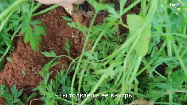 Платим деньги за то, чтобы в грязи покопаться! - Vlog смотреть онлайн