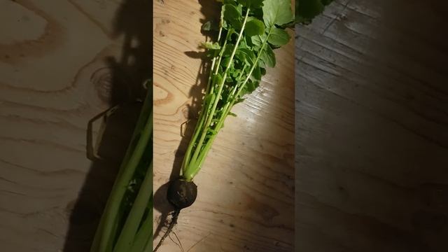 Черная редька после 4-х месяцев теплицы. Spanish black radish after 4 months in GreenHouse