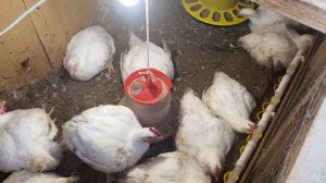 Лечение макролидом (препарат фармазин) помогло! Хрипы и чихания у бройлеров прошли