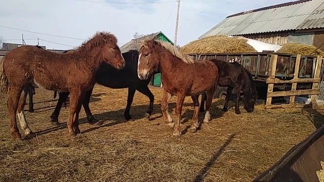 Русский тяжеловоз .жеребёнок 10 месяцев смотреть онлайн