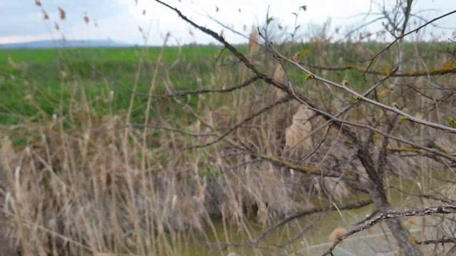 Сазанчик Ннадо?,Рыбалка в Чеченской Республике смотреть онлайн