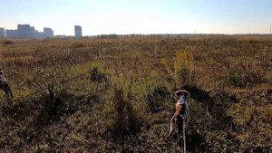 Как научить легавую вставать в стойку. Натаска эпаньоль бретона Кольта.