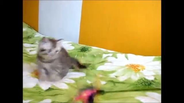 Сладкий мальчик Хаммер - милый задорный британский котенок! смотреть онлайн