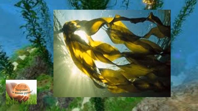 Морская капуста(ламинария)-источник микро и макро элементов.