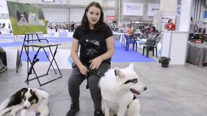 Якутская лайка: 10 ответов на самые главные вопросы