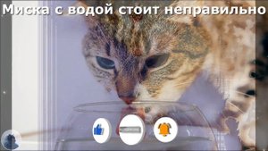 Узнайте СРОЧНО! Почему КОШКА ТРОГАЕТ ВОДУ ЛАПОЙ Перед Тем, Как Начать Пить?