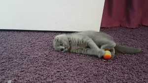 КОТЕНОК МУРКА ИГРАЕТ С МЯЧИКОМ \ Галчата тв