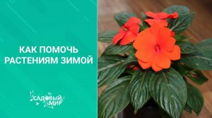Как помочь растениям зимой