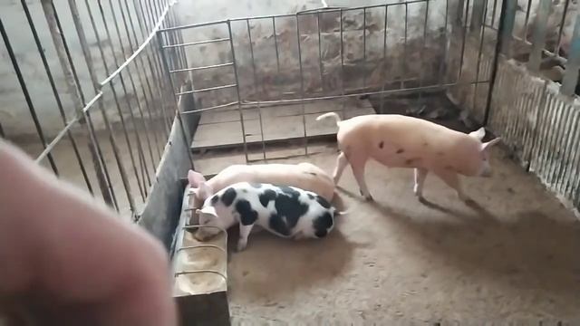 Три дня отсутствия на Фазенде.  Как легко и быстро дробить макуху!?