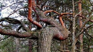 Природа Климово, Брянская область