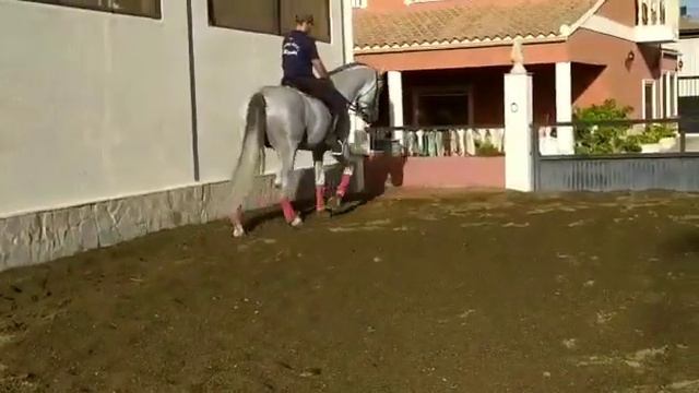 Продажа лошади в Испании, есть доставка смотреть онлайн