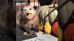 Опоссум ест