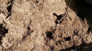 Где купить качественную рассаду клубники.