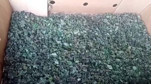 Мята болотная. Лечим бронхиальную астму, подагру.