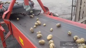 Закладка картофеля в овощехранилище 2017