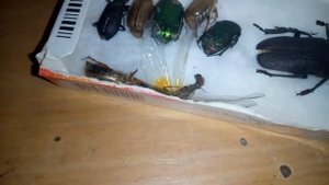 Обзор насекомых. жук усач и многое другое...