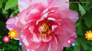 Пион ито Пинк Даубл Денди. Краткий обзор, описание характеристик paeonia itoh Pink Double Dandy