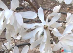 Принцесса весеннего сада: в Волгограде расцвела магнолия